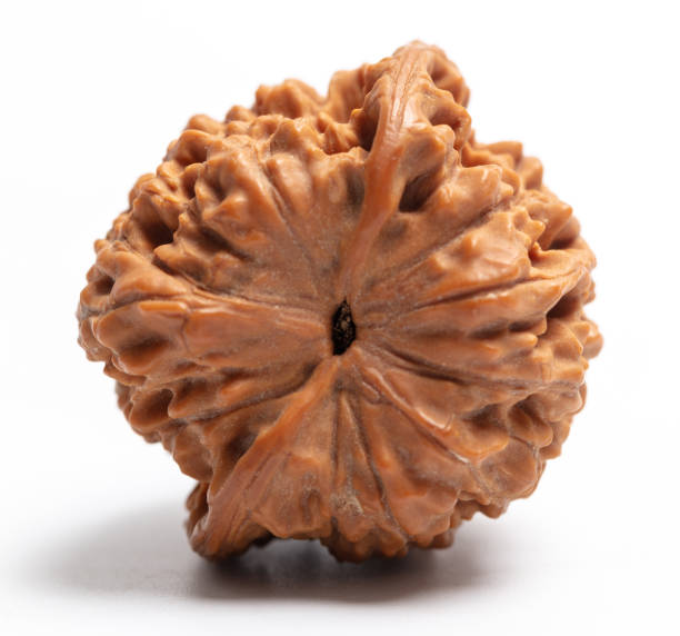 Know Who Can Wear 2 Mukhi Rudraksha for Strong Emotional Balance who can wear 2 mukhi rudraksha